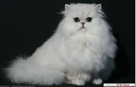 Epingle Sur Chat Chat