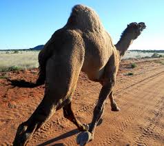 Camels have an unmistakable silhouette, with their humped back, short tail, long, slim legs, and a neck that dips downward and rises to a small, narrow head. Model Code Of Practice For The Humane Control Of Feral Camels Pestsmart