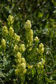 Image result for Thomandersia