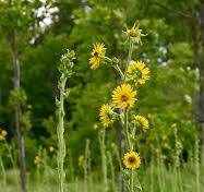 Compass Plant (Silphium laciniatum) 1 GAL