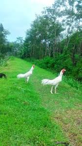 Jual Ayam Jago Jawa Putih Mulus Di Lapak Naja Muzaki Bukalapak