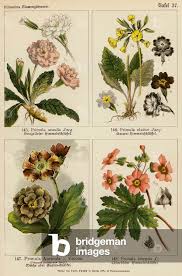 Image result for Primula x pubescens