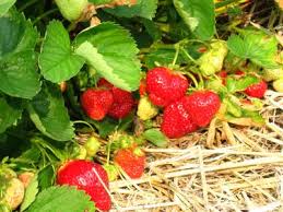 Fraisiere Roseline Drolet Emplois