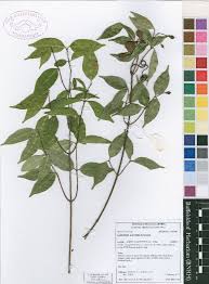 Image result for Landolphia foretiana