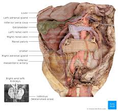The urinary system, at a high level, contains two kidneys, two ureters, a urethra, and a bladder. Urinary System Organs Anatomy And Clinical Notes Kenhub