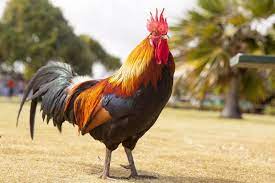 Ayam wido atau jalak adalah keturunan terakhir dari tahta/kelas kerajaan ayam, pemegang gelar prajurit perang. 10 Jenis Ayam Bangkok Yang Bagus Untuk Dipelihara No 7 Recomended