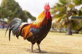 Yuk, simak langsung resepnya dibawah ini. 10 Jenis Ayam Bangkok Super Terbaik Banyak Dicari