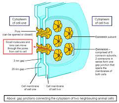 Gap junctions readily allow the passage of small molecules and ions required for rapid communication (such as heart tissue), but do not allow the passage of larger. Cells Junctions