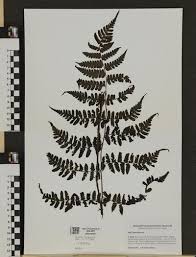 Image result for Blotiella