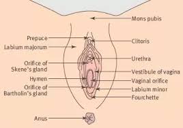 Thomson spoke to an independent expert, beverley whipple, a neurophysiologist from rutgers university in the us, who said. Why Can T I Find Much On Female Ejaculation They Say It S Pee From The Bladder But When I Squirt It Comes Out Of My Vagina Hole Not My Pee Hole So What