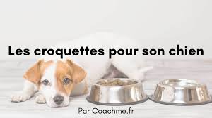 Comment nourrir son chien pour qu'il reste en bonne santé ? Comment Choisir Les Bonnes Croquettes Pour Son Chien