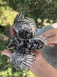 2 100 Mixed Coturnix Quail Hatching Eggs By Myshire 20 Different Colors Duckeggs Delivereggs Pheasanteggs Raising Quail Pheasant Eggs Hatching Eggs