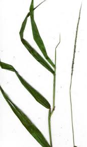 Image result for Melinis minutiflora