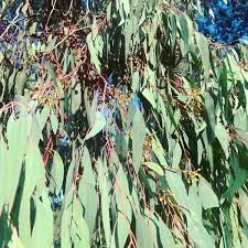 Image result for Eucalyptus paniculata