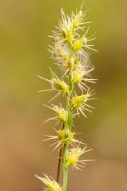 Image result for Cenchrus