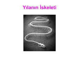 Hazirlayan Selin Sahin Ppt Video Online Indir