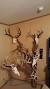 European Mount Tree