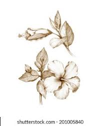 Hibiscus flower drawing on white background. Pencil Drawing Hibiscus Flower Stock Illustration 201005840