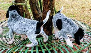Bluetick Smokey River Hounds