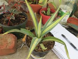 Image result for Agave sisalana