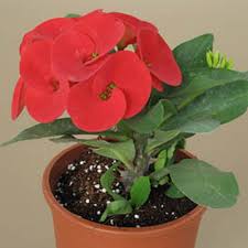 Variegated euphorbia looks best in bright places if they grow in warmer climates. Euphorbia Milii Grandiflora Thai Hybr Red Sun Uhlig Kakteen More Than 5 000 Different Species