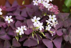 Image result for Oxalis obliquifolia