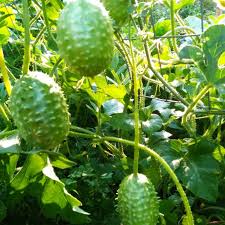 Image result for Cucumis anguria