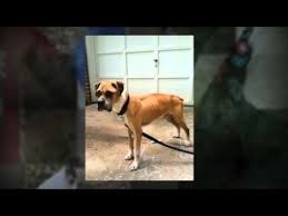 Find the perfect boxer puppy for sale in north carolina, nc at puppyfind.com. Carolina Boxer Rescue
