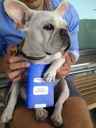 We specialize in producing high quality. A Frenchie In Hong Kong 17 Reputable Frenchie Breeders