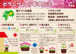 楽天市場 ゼラニウムの管理法 園芸ネット予約店