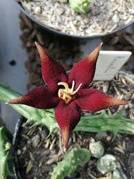 Image result for Piaranthus atrosanguineus