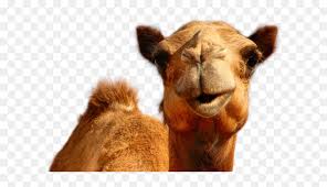 The resolution of png image is 800x800 and classified to st patricks day ,valentine's day ,happy valentines day. Hump Day Camel Png Transparent Png Vhv