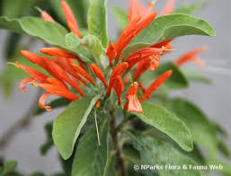 Image result for Justicia rodgersii