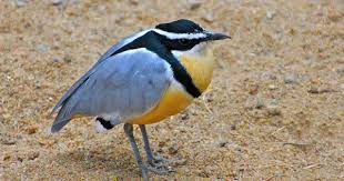 Bird Cleaning Crocodile Teeth Egyptian Plover Plover Pretty Birds Sea Birds