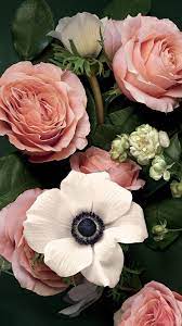 Flores Beautiful Flowers Flower Pictures Flowers Photography