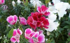 Farewell To Spring Mix 100 Seeds Clarkia Amoena Unguiculata Godetia Spring Mix Plant Spacing Seeds