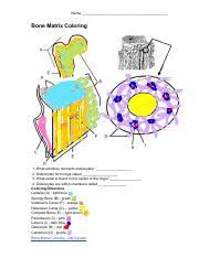 Introduction anatomical position and terms of direction when studying the human body answer key:a.golgiapparatus,b.lysosome,c.peroxisome,d.phagocyticvesicle,e.nucleus label and color the cells and fibers ofcartilageand use a light color to shade thematrixsuch as a pale pinkor blue. Daniela Ortega Bone Matrix Coloring Name Bone Matrix Coloring 1 What Structure Connects Osteocytes 2 Osteocytes Form Rings Called 3 What Canal Course Hero