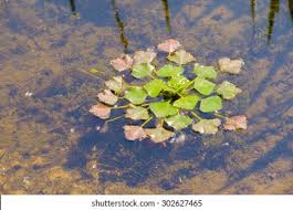 Image result for Trapa natans