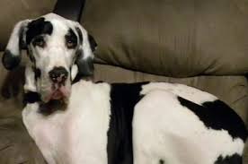 Your very best bet is to scour the great dane forums and find one that seems to have knowledgable breeders the best food for a dane puppy is a good quality food that doesn't contain corn, wheat, soy, animal. Raw Food Feeding Tips For Perso The Great Dane Tripawd Amputee