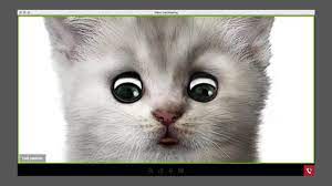 A video of rod ponton appearing as a cat during a virtual court session has been viewed millions of times online. I M Not A Cat Guy Just Did A Mike S Hard Lemonade Ad Muse By Clio