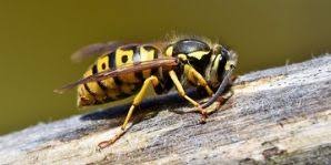 By safely collecting and disposing of the body, we prevent the spread of any possible disease and deal with the removal so. Home Rons All Seasons Pest Control