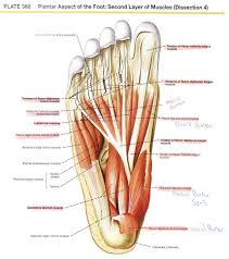 Anatomy Of The Human Foot Koibana Info Anatomy Organs Human Anatomy Systems Human Body Anatomy