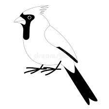 Use these cardinal clipart black and white. Cardinal Bird Vector Illustration Lining Draw Stock Vector Illustration Of Songbird Design 133770078