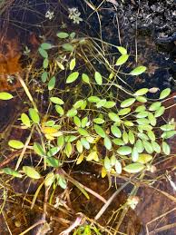 Image result for Limosella grandiflora