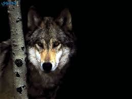 Check spelling or type a new query. Ø®Ù„ÙÙŠØ§Øª ÙˆØµÙˆØ± Ø°Ø¦Ø§Ø¨ Ø¬Ù…ÙŠÙ„Ø© Wolves Ù…ÙˆÙ‚Ø¹ Ù…Ø­ØªÙˆÙ‰