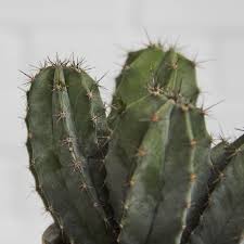 How to remove cactus needles. Small Cactus Cactus Euphorbia Indoor Plants In London Patch
