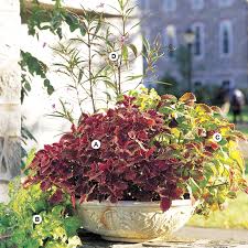 See more ideas about large planters, planters, fiberglass planters. A Gallery Of Beautiful Container Garden Ideas Better Homes Gardens