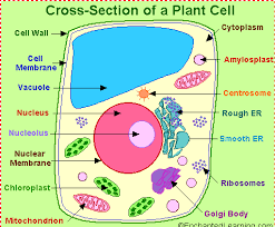 Maybe you would like to learn more about one of these? Sel Sains Ting 1 Bab 2 Science Quizizz
