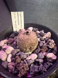 Image result for Cyphostemma adenocaule