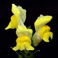The Lemon Dragon Snapdragon Flowers Pretty Flowers Flower Photos